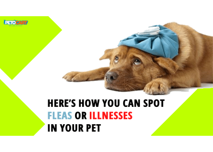 Here’s How You Can Spot Fleas or Illnesses in Your Pet